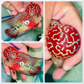 Kamfa Flowerhorn - 06